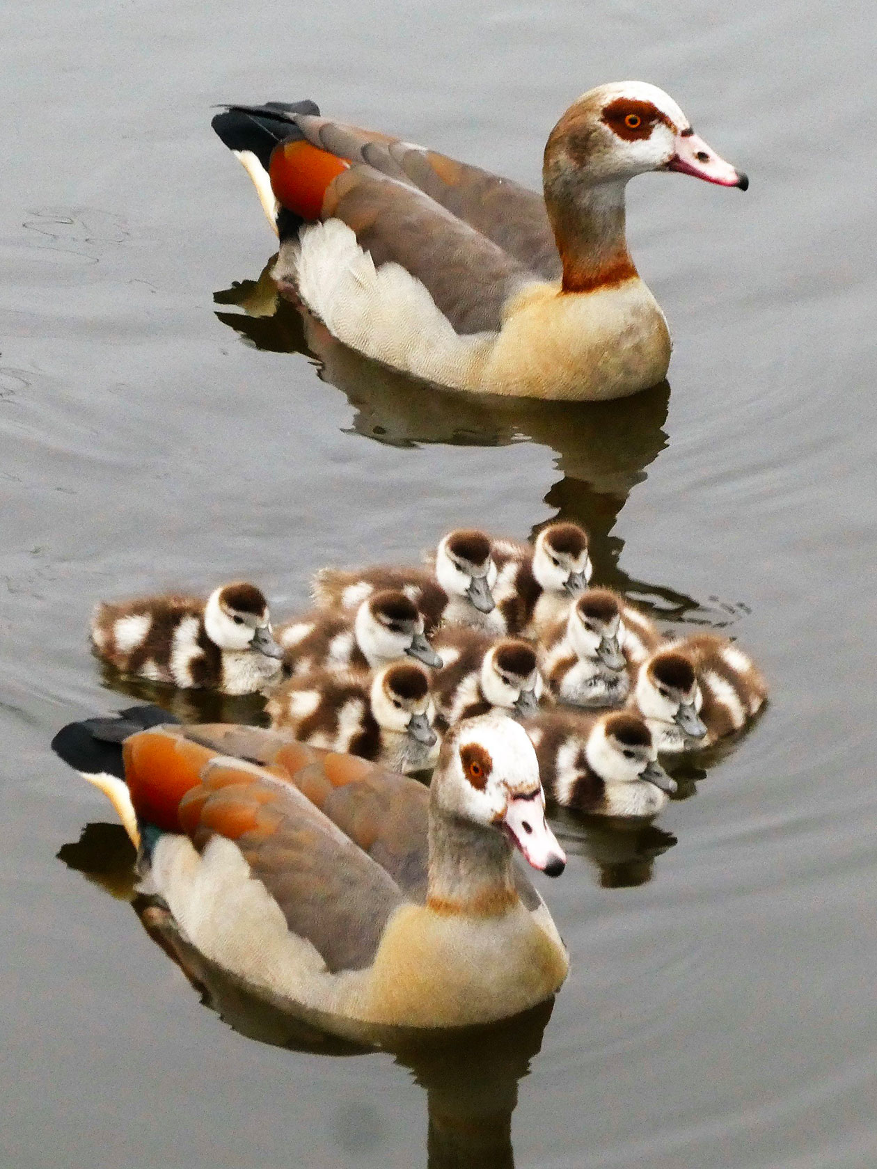 Une famille de canards